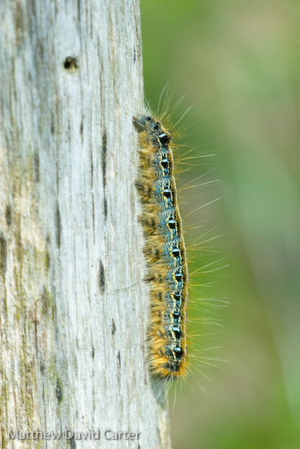 butterfly caterpillar
