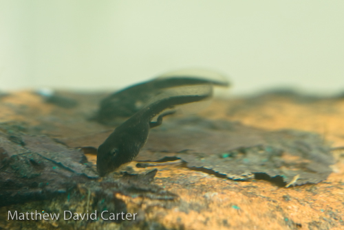 American Toad Tadpole